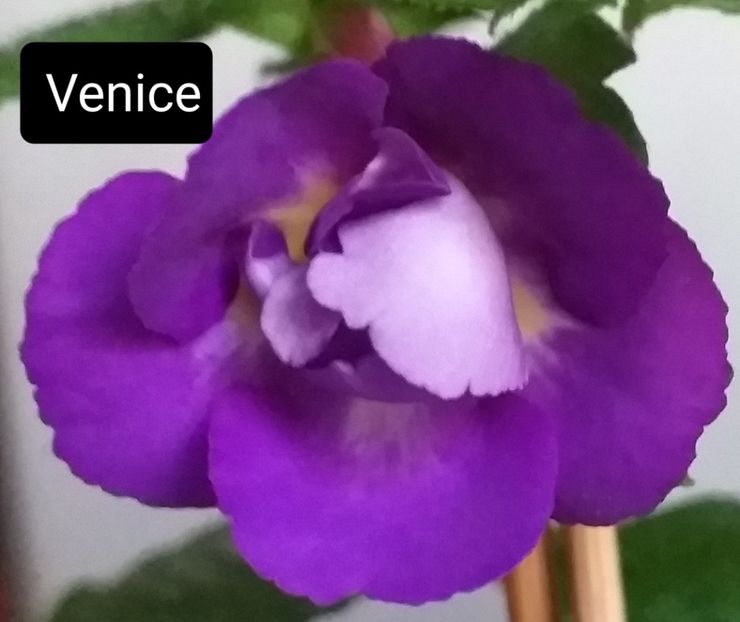  - ACHIMENES - 2024