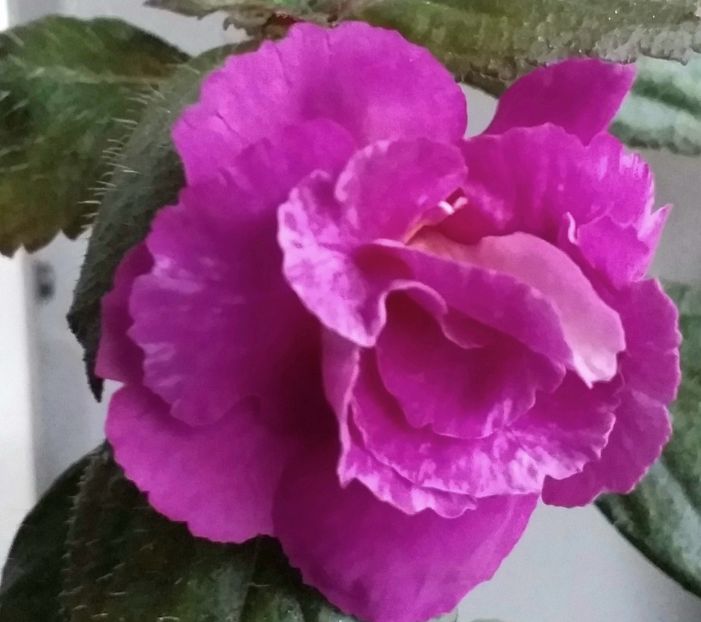 BriD's  Nataly - ACHIMENES - 2024