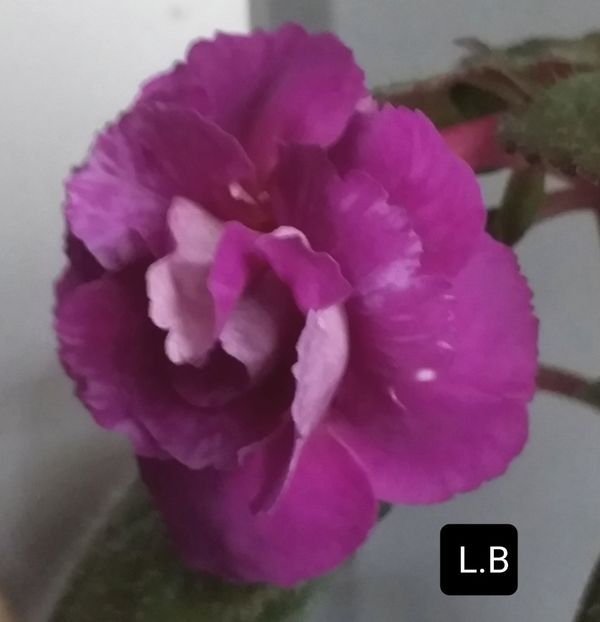 BriD's  Nataly - ACHIMENES - 2024