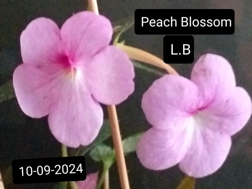  - ACHIMENES - 2024