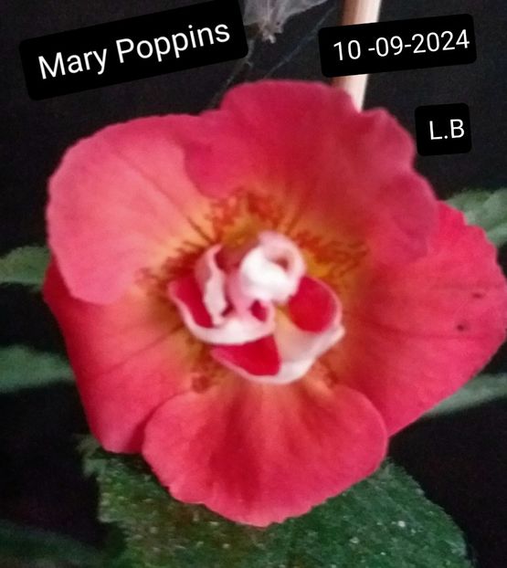 Mary Poppins - ACHIMENES - 2024
