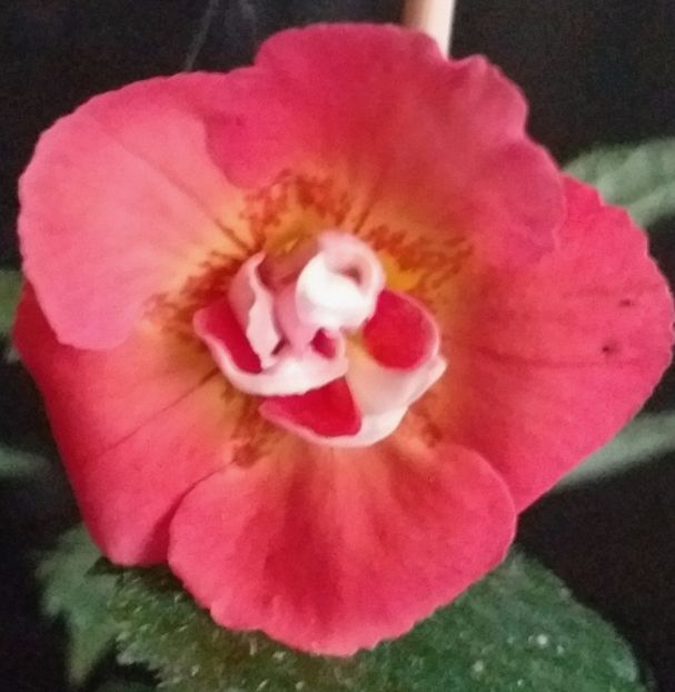 Mary Poppins - ACHIMENES - 2024