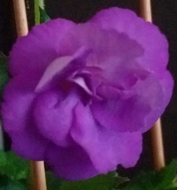  - ACHIMENES - 2024
