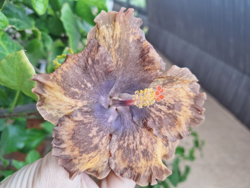  - Hibi Bo Den Beethoven Squared