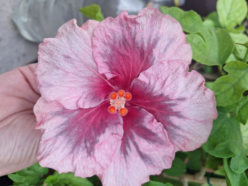  - Hibii BB Trufles x Diana S