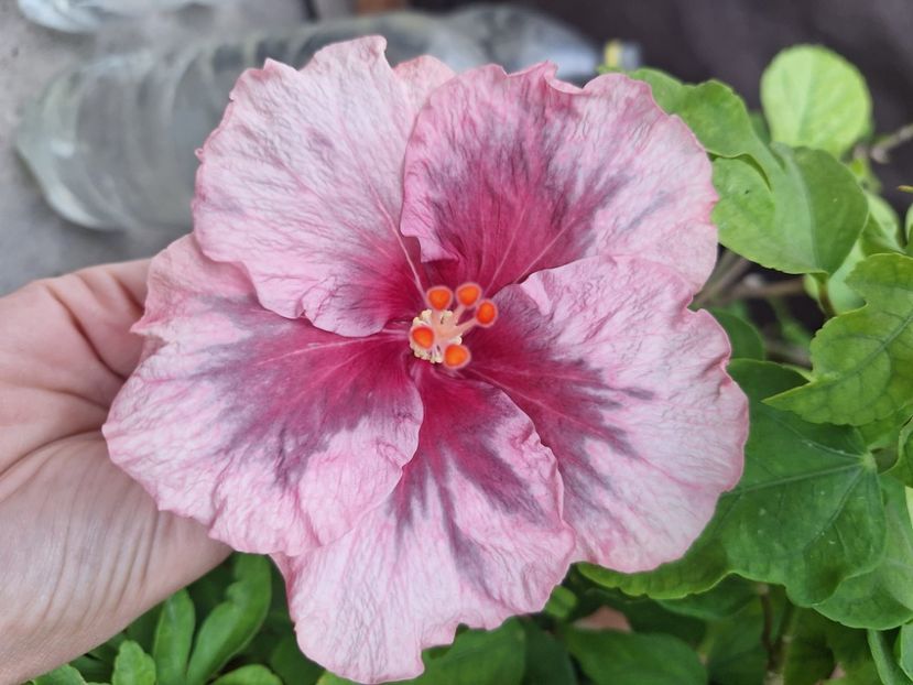  - Hibii BB Trufles x Diana S