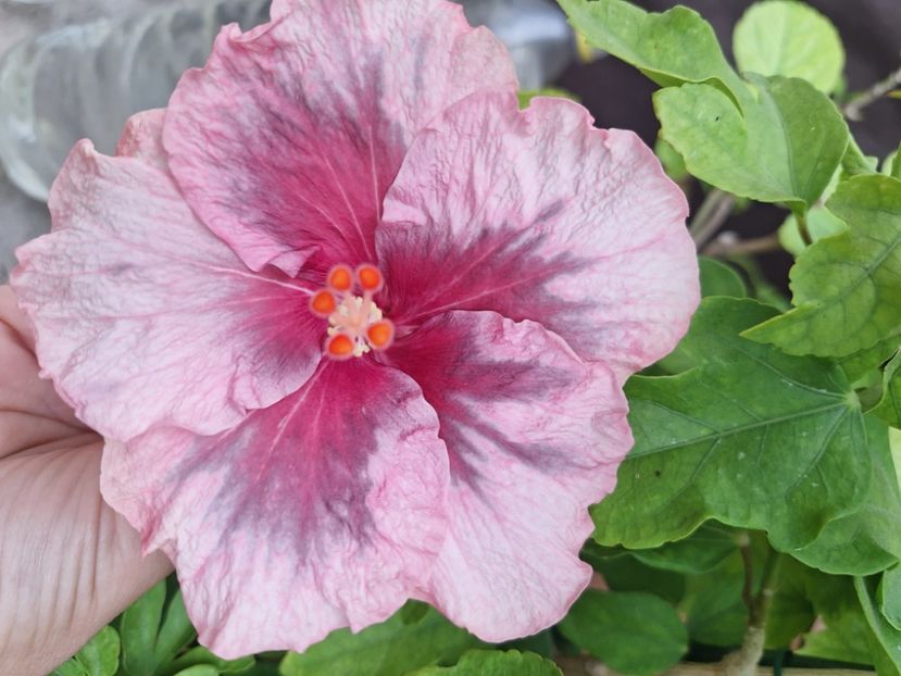  - Hibii BB Trufles x Diana S