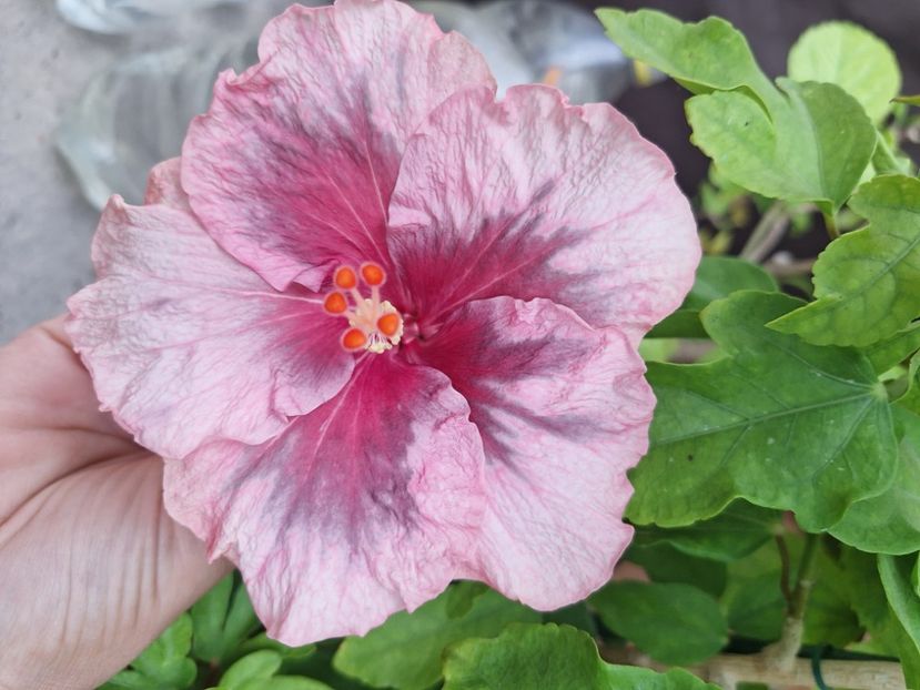  - Hibii BB Trufles x Diana S