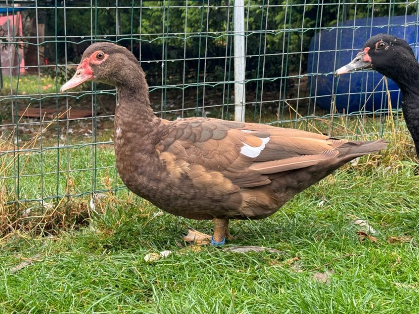  - Tineret rate lesesti 2024