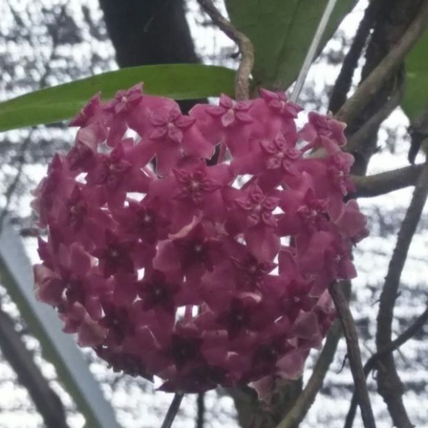 Hoya Cinnamomifolia Var Purpureofusca - 00 HOYA-Lacrima Maicii Domnului sau Nectarul Zeilor
