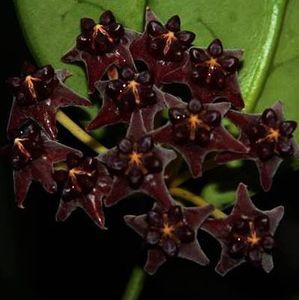 Hoya Lobbii Black - 00 HOYA-Lacrima Maicii Domnului sau Nectarul Zeilor