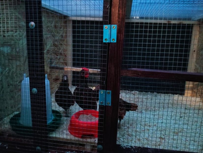 in the coop - SEBRIGHT AURIU 2024