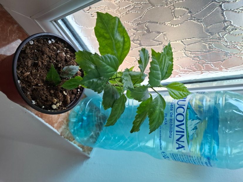 Crem lady 50 lei - Disponibil