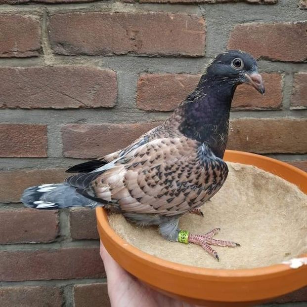  - Nu îmi aparțin 7