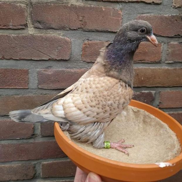  - Nu îmi aparțin 7