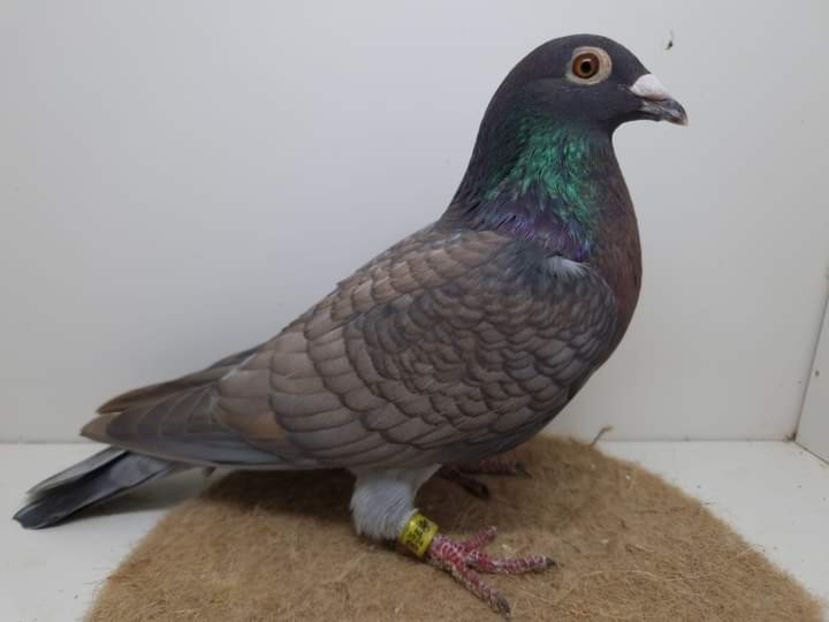  - Nu îmi aparțin 7