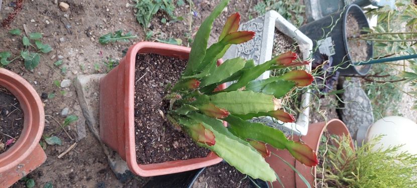  - C Plante de interior si citrice de vanzare