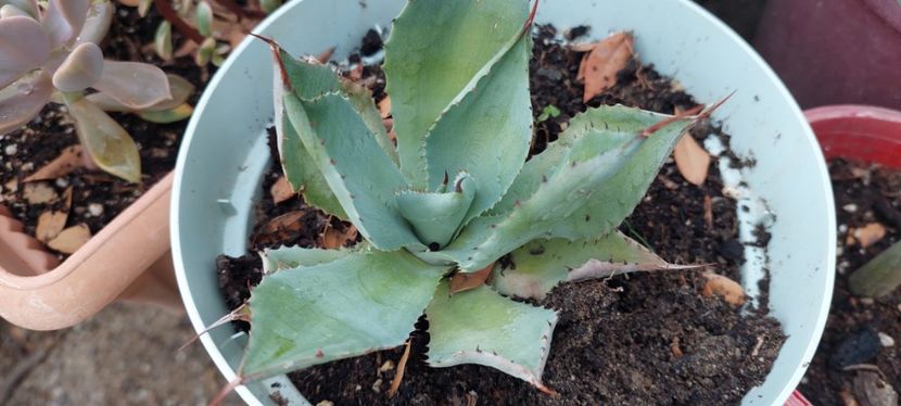  - C Plante de interior si citrice de vanzare