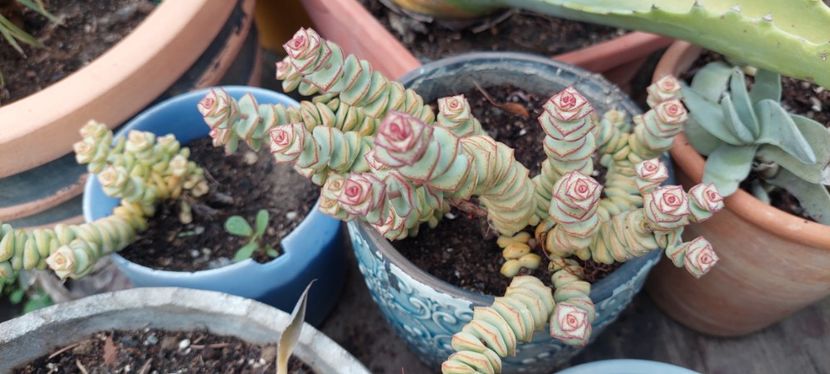  - C Plante de interior si citrice de vanzare