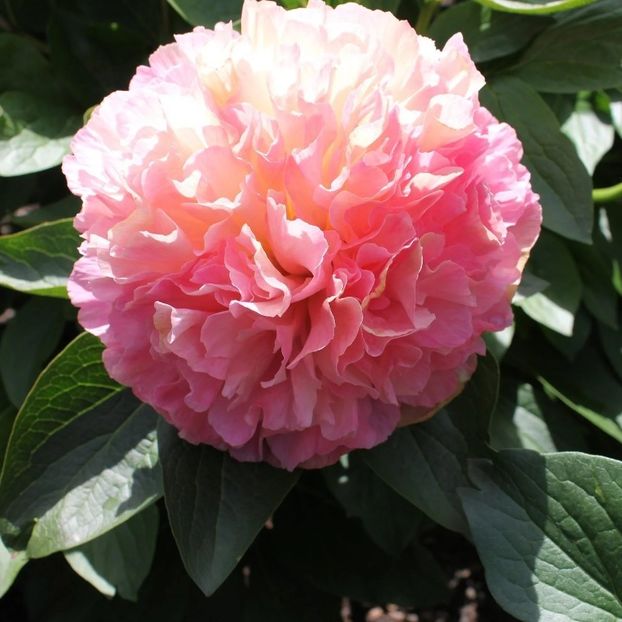 Bujor Lois Choice - Bujori Rizomi 3-5 ochi sau Bujori la ghiveci