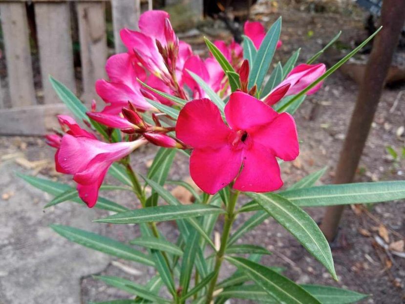 Messenger_creation_795cd00f-d447-4be5-b808-294b1a1280f4 - Flori 2024