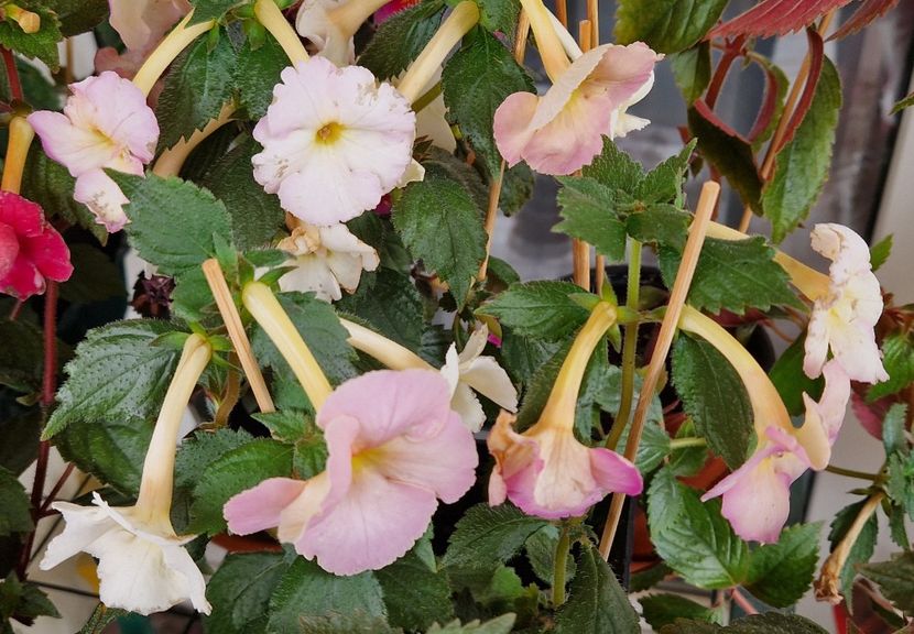  - Yellow English Rose p