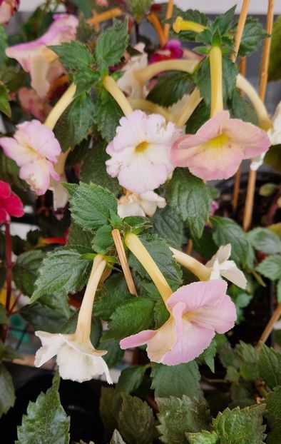  - Yellow English Rose p
