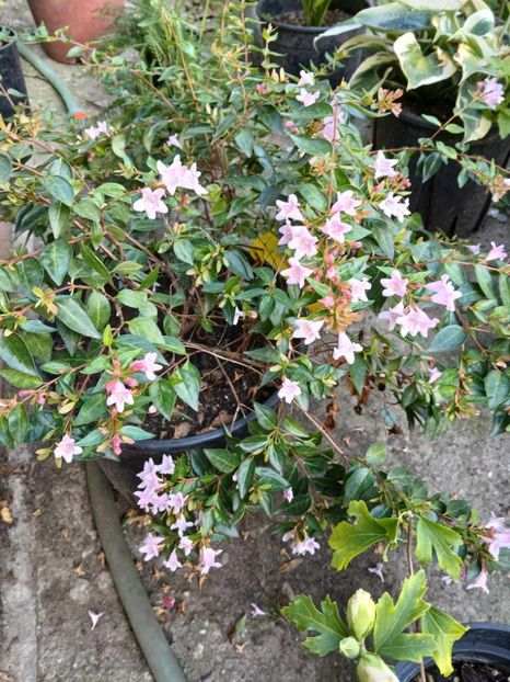  - 0 Abelia grandiflora edward goucher