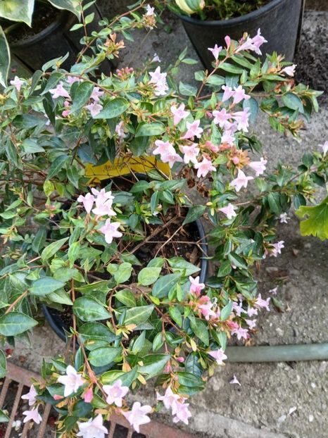  - 0 Abelia grandiflora edward goucher