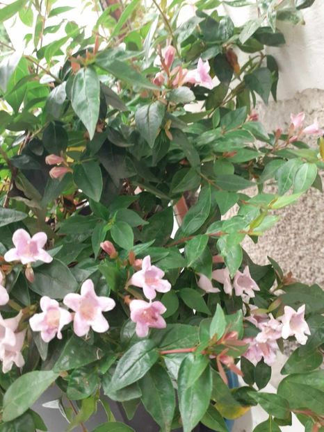  - 0 Abelia grandiflora edward goucher
