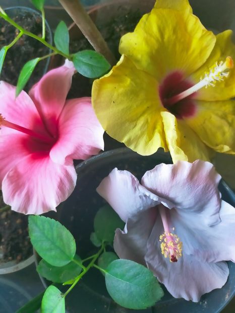 IMG20240909135958 - Hibiscus