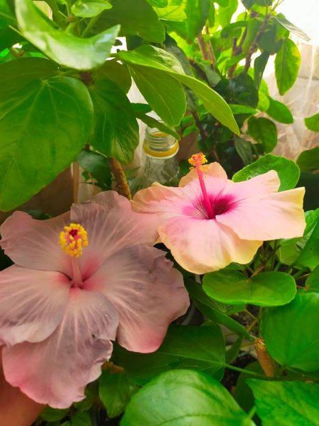 IMG20240817093414 - Hibiscus