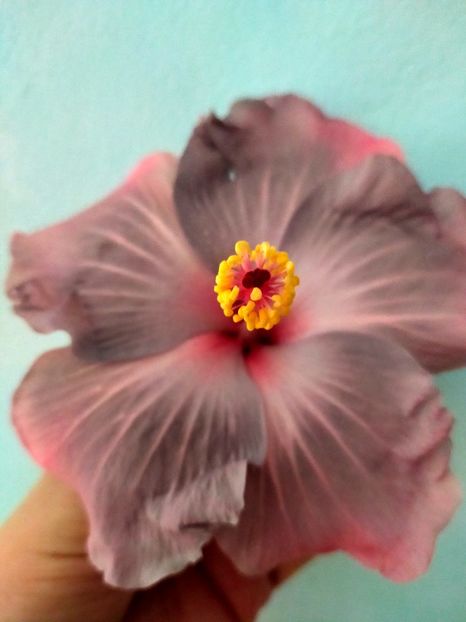 IMG20240817093251 - Hibiscus