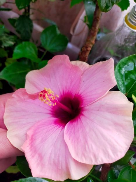 IMG20240817083759 - Hibiscus