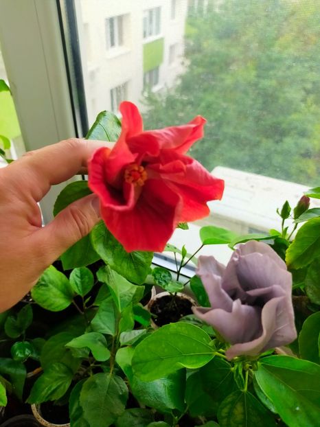 IMG20240814081801 - Hibiscus