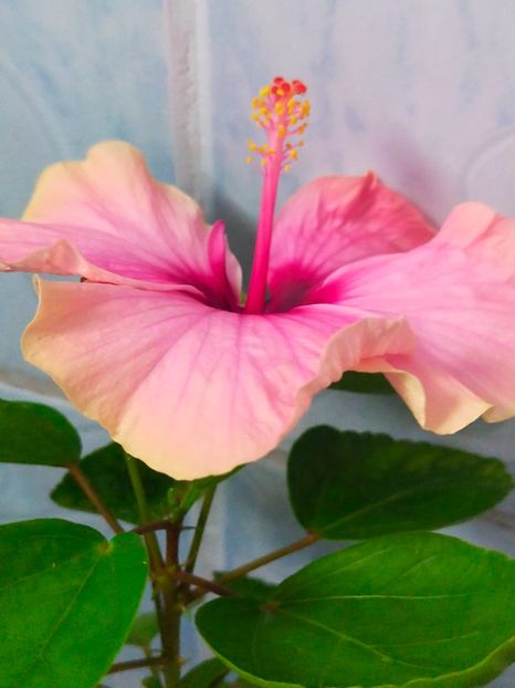 IMG20240812112127 - Hibiscus