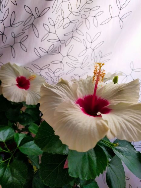 IMG20240807201940 - Hibiscus