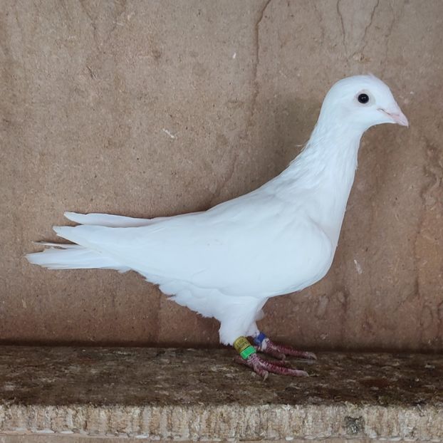 Femela 17-200 - Porumbei vanduti