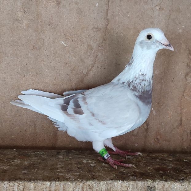 Femela 23-602 - Porumbei vanduti