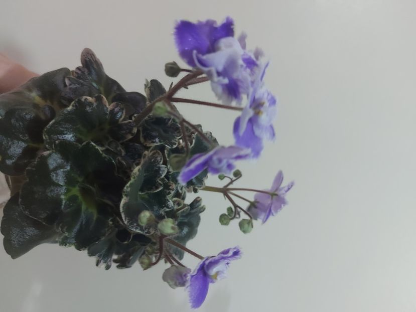  - Violeta N-Tet-a-Tet