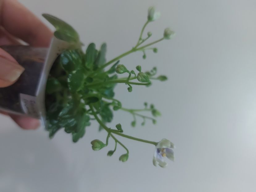  - Violeta Senk s Green Goddess