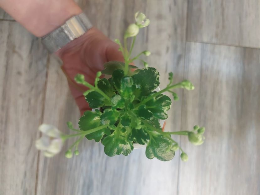  - Violeta Senk s Green Goddess