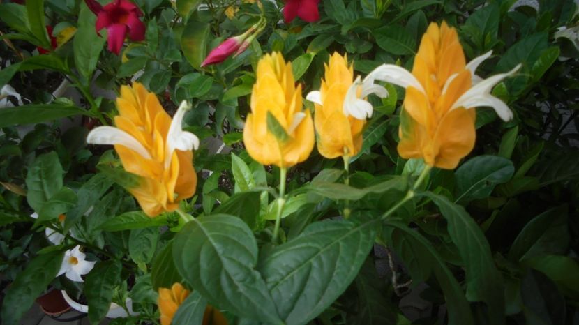 Apar si florile... - 2024