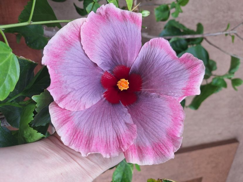  - Hibi Tahitian Purple Darling