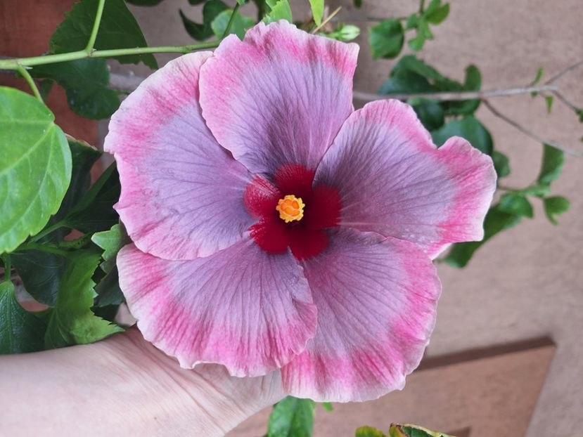  - Hibi Tahitian Purple Darling