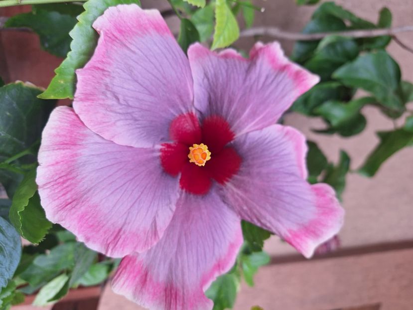  - Hibi Tahitian Purple Darling