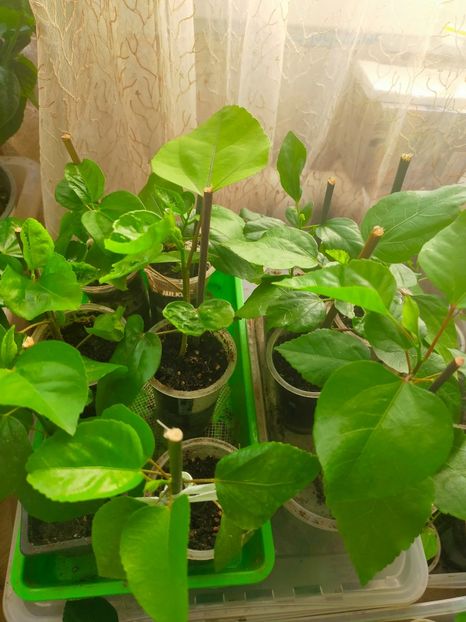 IMG20240819081623 - Rasad de hibiscusi din seminte