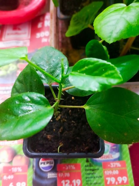 IMG20240901085003 - Rasad de hibiscusi din seminte