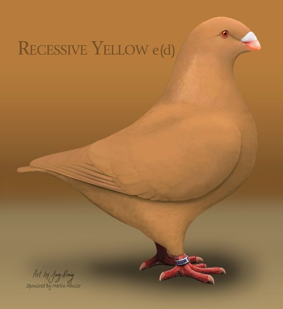 Recessive Yellow - STANDARDUL AGH