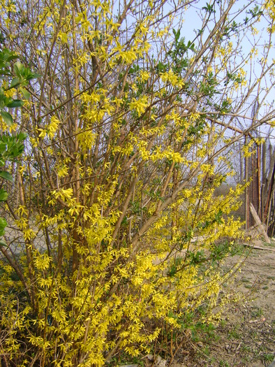 DSC00946 - 1  FLORI-paradisul meu